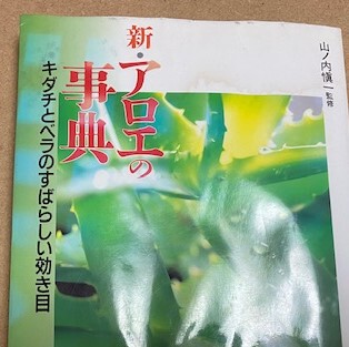 只今アロエ増殖中 只今アロエ増殖中