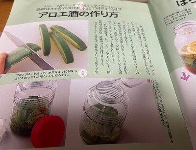 只今アロエ増殖中 只今アロエ増殖中