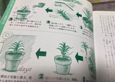 只今アロエ増殖中 只今アロエ増殖中