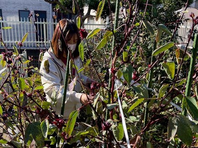 ビタミンカラーの醗酵ドリンクできました ビタミンカラーの醗酵ドリンクできました