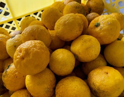 柚子大根を作りました 柚子大根を作りました