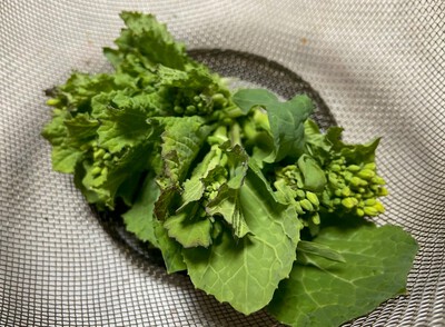 菜の花収穫しました 菜の花収穫しました