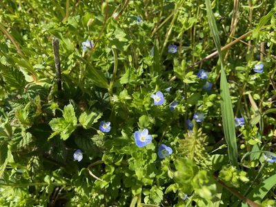 草イチゴの花がたくさん咲いています 草イチゴの花がたくさん咲いています