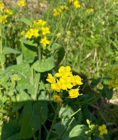 菜の花今年最後の収穫です 菜の花今年最後の収穫です