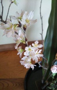 桜が咲いた✨・・・今月の生け花『東海桜』