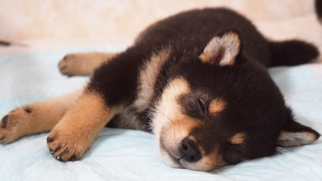 柴犬子犬の可愛い寝落ち　柴君の癒される写真