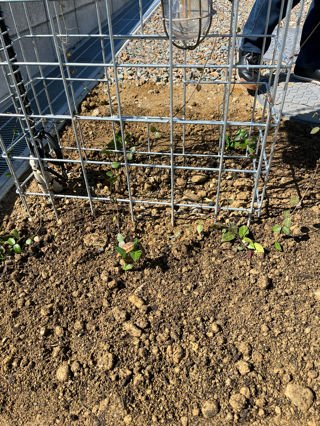 テイカカズラ植え付け テイカカズラ植え付け