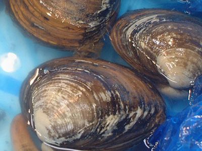 寿命の長い貝…ホッキ(北寄)貝