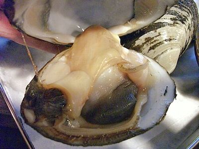 寿命の長い貝…ホッキ(北寄)貝