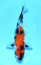 2 years KOI stocks, about 30cm