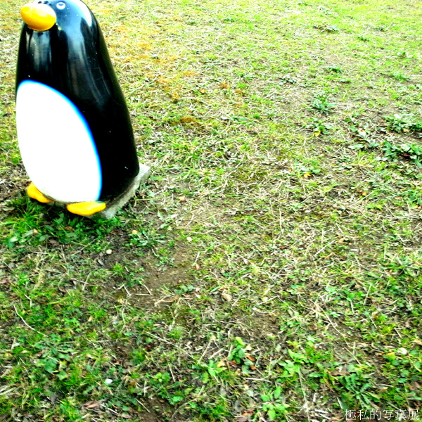 公園のペンギン