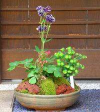 洋風草花を用いた自然寄せ植え園芸　尚鉢