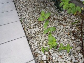 涼しくなる香り