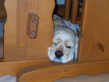 何犬でしょう~?