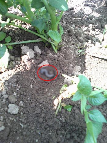 じゃがいもが大変な事に‥