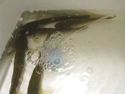 絶品はぜの握り