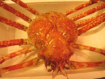 伊豆の観光名物、高足ガニ