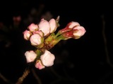 夜桜ﾁｪｯｸ