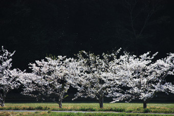 konohiからの桜