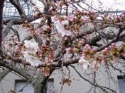 ３月２２日商工会の桜