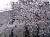 今朝の商工会の桜