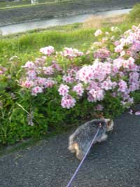 ◆初夏の香り