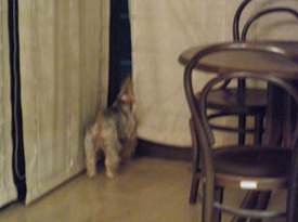 ◆臆病な番犬