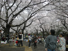 ◆小金井公園のお花見