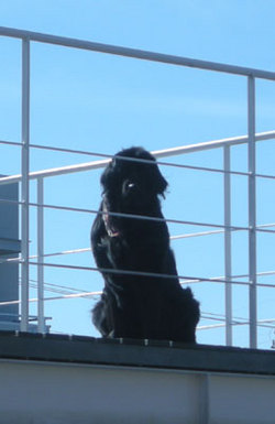 ◆番犬