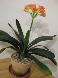 ■花 咲く