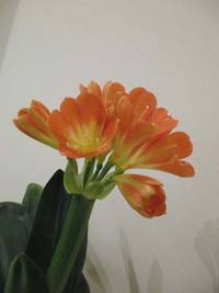■花 咲く