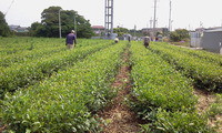 お茶畑の草むしりです。