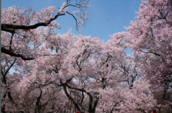 信州・紬の里：桜編