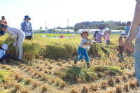 「ゆうとうやら米か稲刈り体験」　開催しました！