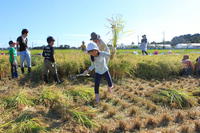 「ゆうとうやら米か稲刈り体験」　開催しました！