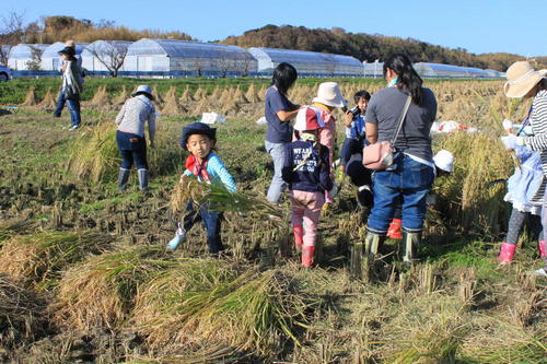 ゆうとう「やら米か」稲刈り体験　楽しく開催しました！