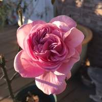 冬に咲く薔薇ライラックローズの美しさ・・・♡
