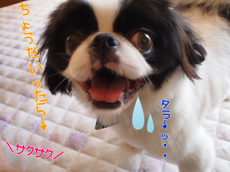 山形県上山市へふるさと納税 高級ぶどうが届く♪ 山形県上山市へふるさと納税 高級ぶどうが届く♪