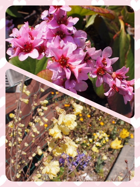 春だね♪♪ 我が家の花図鑑 (*´ω`*) 春だね♪♪ 我が家の花図鑑 (*´ω`*)