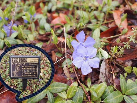 心が萌えた♪ 最終日の蜷川実花展へ 静岡県立美術館 心が萌えた♪ 最終日の蜷川実花展へ 静岡県立美術館