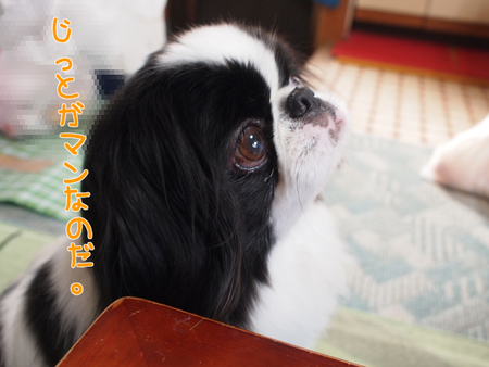 ザ・男飯!ユウくんおじいちゃんのおこぼれを狙うの巻。 ザ・男飯!ユウくんおじいちゃんのおこぼれを狙うの巻。