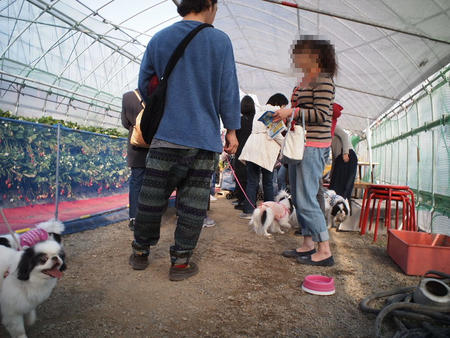 ワンコと行くバスツアー「わんバス」② 三保の松原と久能山 まるよし農園さんでイチゴ狩りだチン♪ ワンコと行くバスツアー「わんバス」② 三保の松原と久能山 まるよし農園さんでイチゴ狩りだチン♪