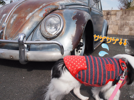 狆のユウ君、初めてのVWイベント 19th Tea BRAEK´17へ行く♪ 狆のユウ君、初めてのVWイベント 19th Tea BRAEK´17へ行く♪
