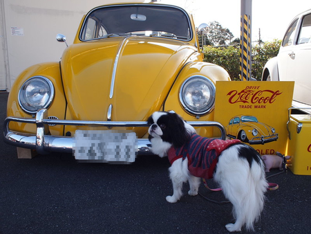 狆のユウ君、初めてのVWイベント 19th Tea BRAEK´17へ行く♪ 狆のユウ君、初めてのVWイベント 19th Tea BRAEK´17へ行く♪