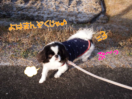 ユウ君、初めての雪中散歩に喜ぶ♪ ユウ君、初めての雪中散歩に喜ぶ♪