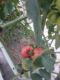 鉢植えのトマトに…