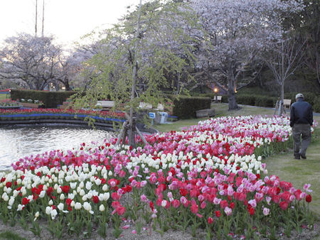 世界一のお花見 世界一のお花見