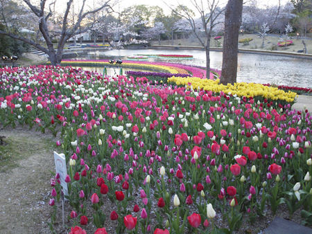 世界一のお花見 世界一のお花見