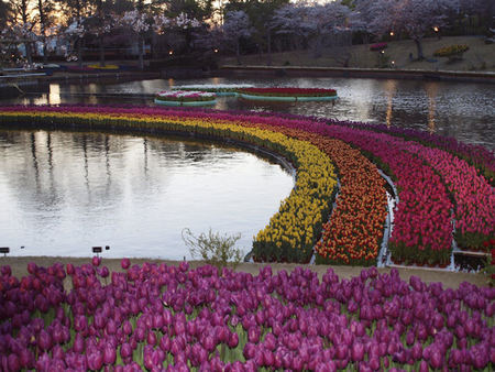 世界一のお花見 世界一のお花見