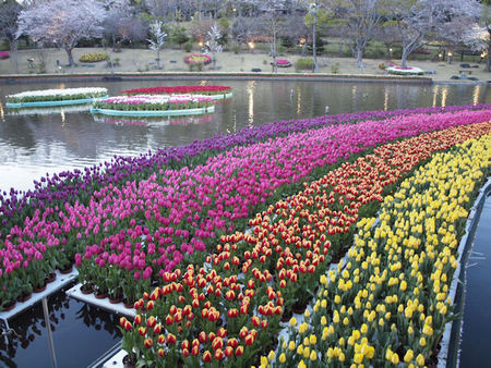 世界一のお花見 世界一のお花見